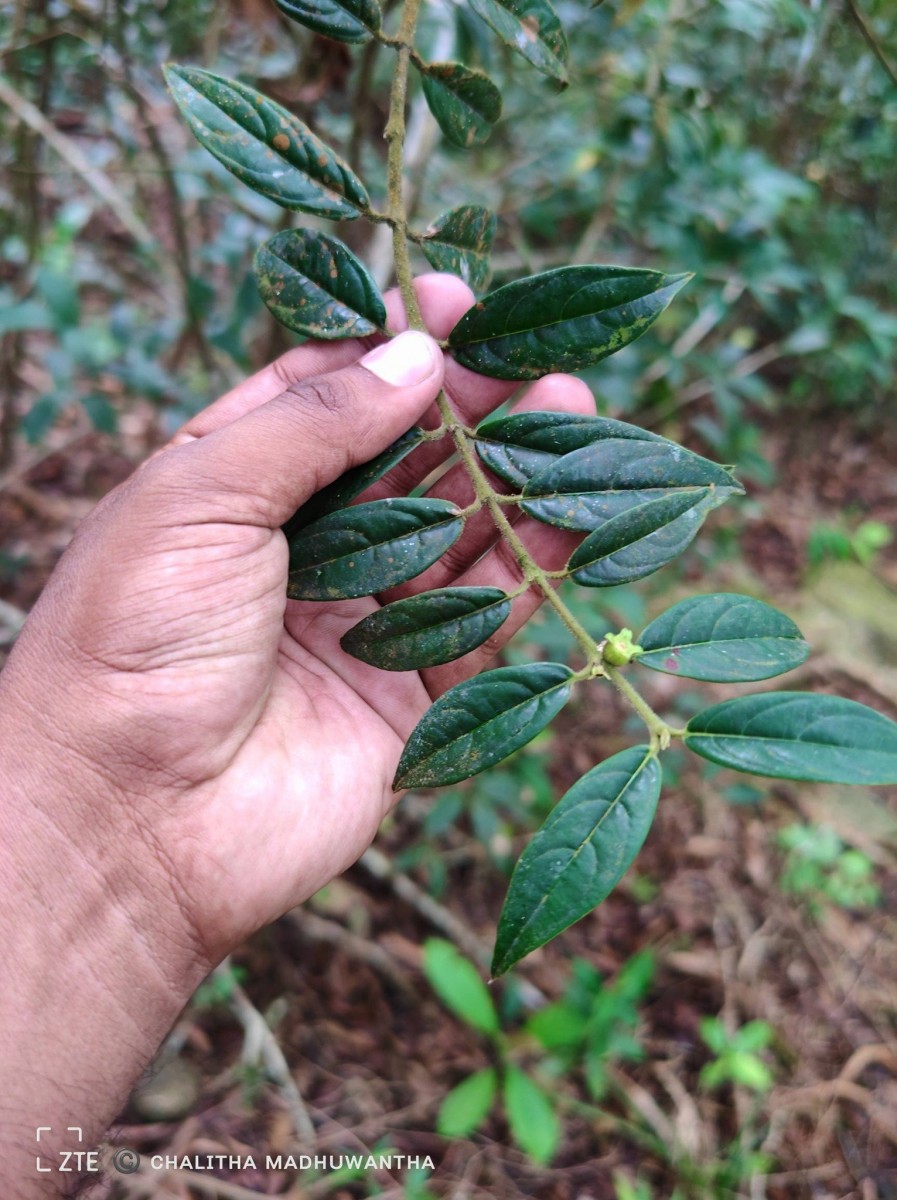Lasianthus thwaitesii var. thwaitesii